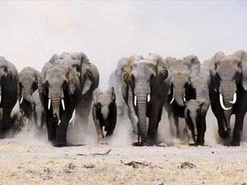 10 curiosidades sobre Elefantes