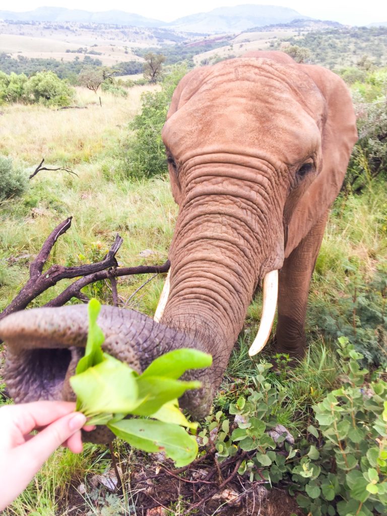 Do que os elefantes se alimentam?